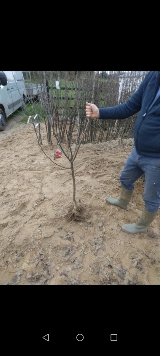 Apple Trees - Image 3