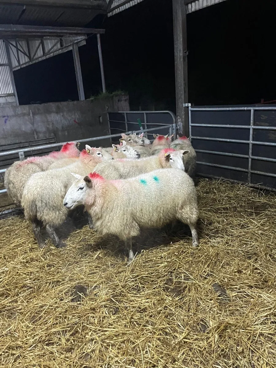 🤩12 inlamb Cheviot ewes 🤩 - Image 1