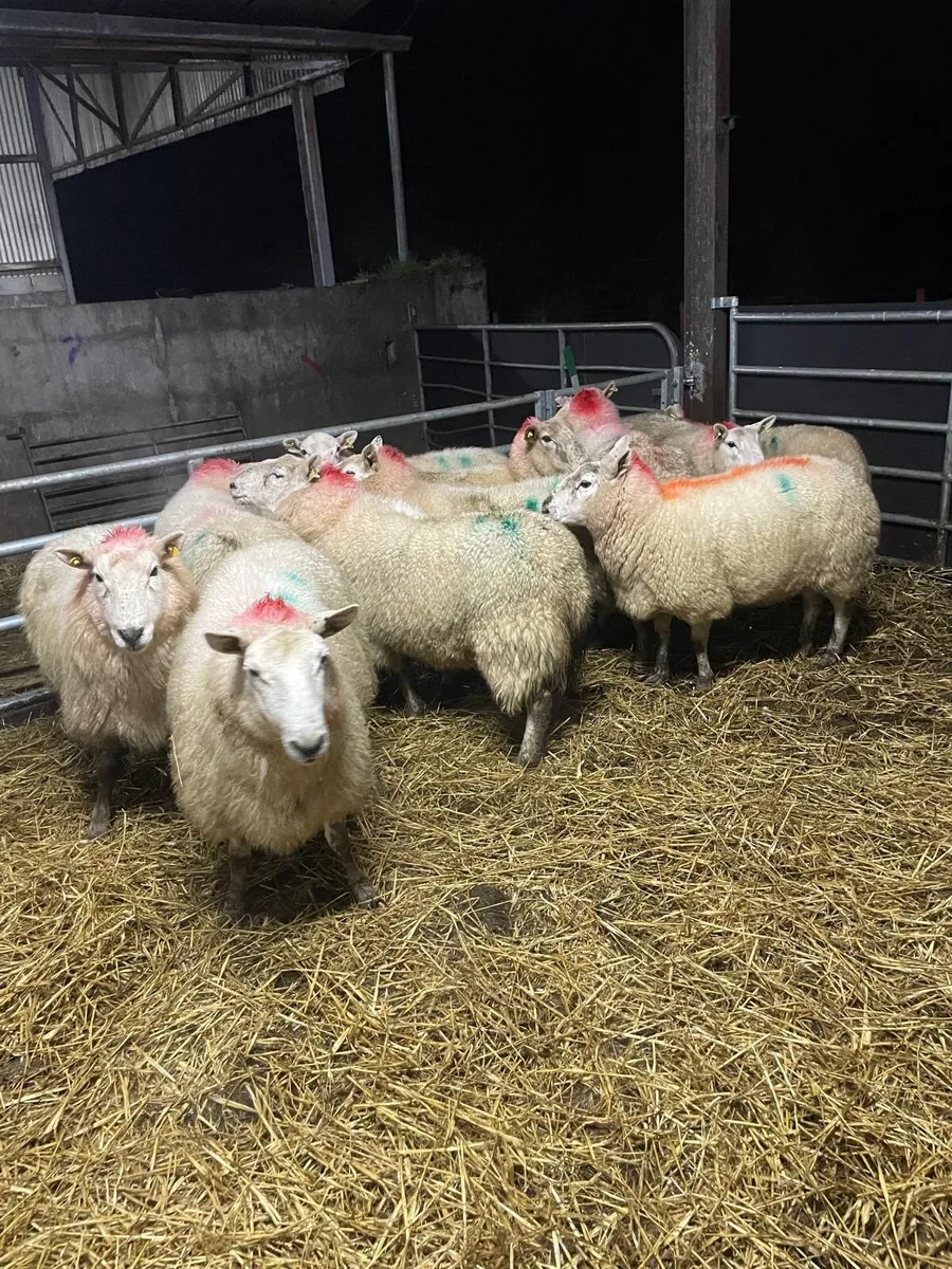 🤩12 inlamb Cheviot ewes 🤩 - Image 2