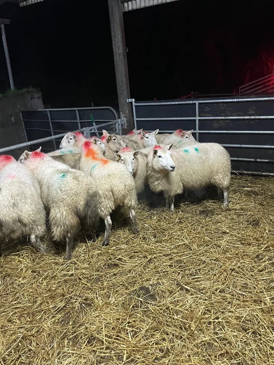 🤩12 inlamb Cheviot ewes 🤩 - Image 3