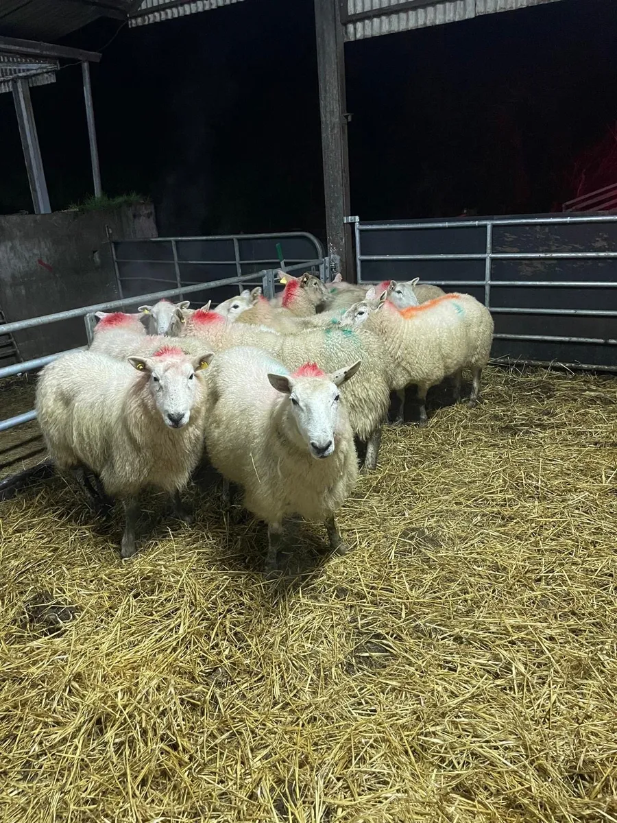 🤩12 inlamb Cheviot ewes 🤩 - Image 4