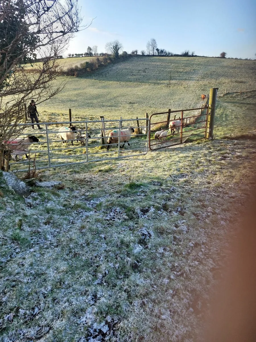 Sheep and Lambs - Image 1