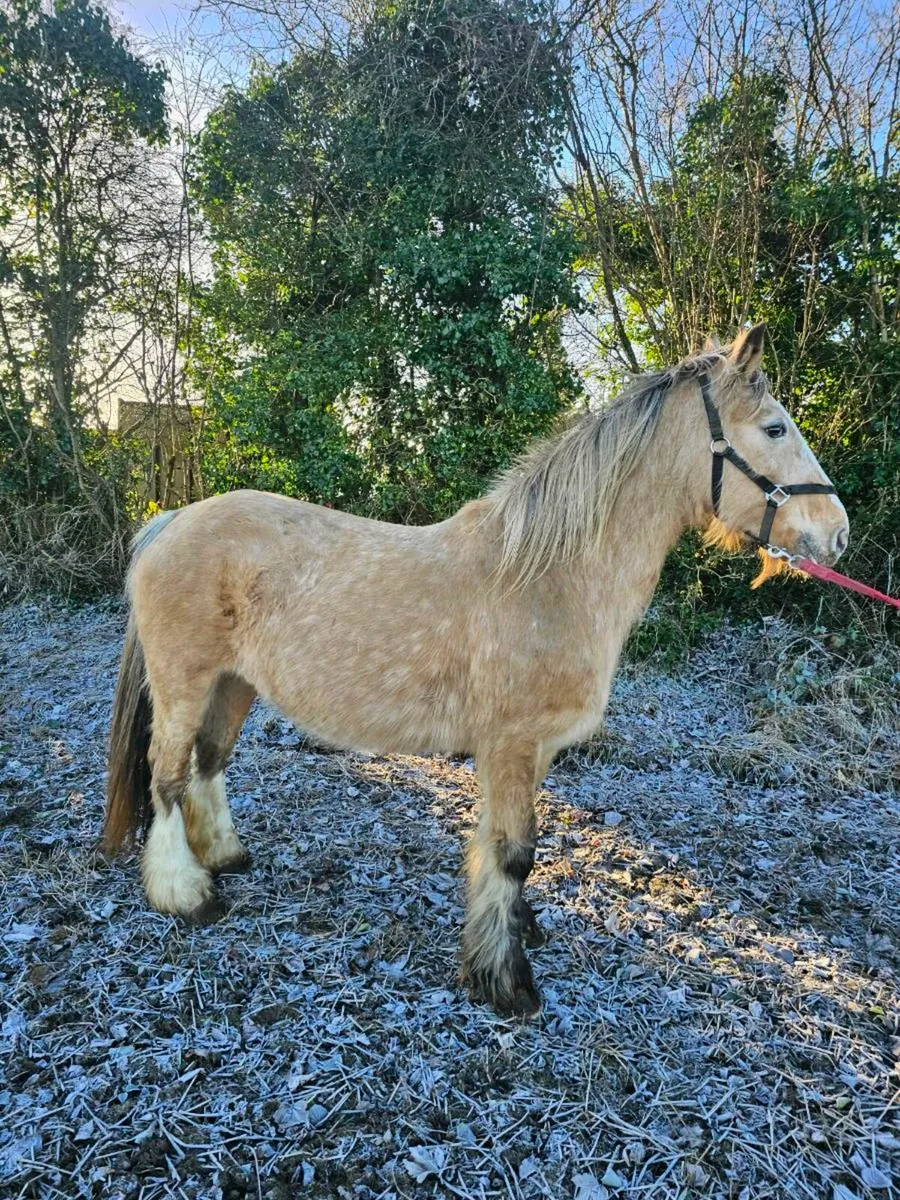 15h mare in foal - Image 4