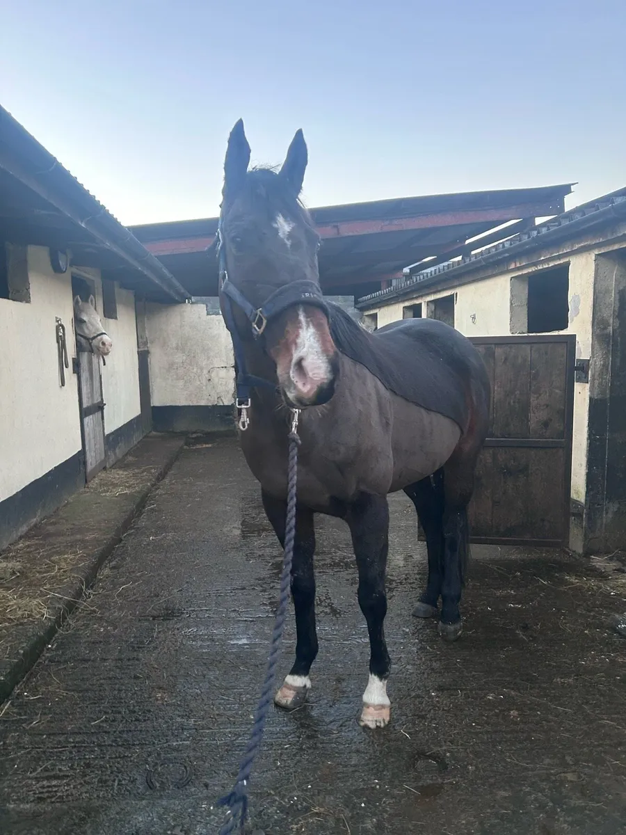 ⭐️Safe and quite mare  ⭐️ - Image 1