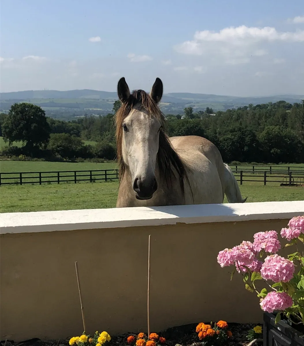 16.1 hh Irish Sports Horse For Sale - Image 2