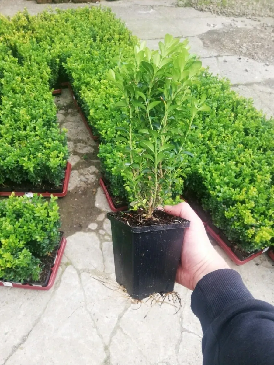 Box Hedging - Image 3