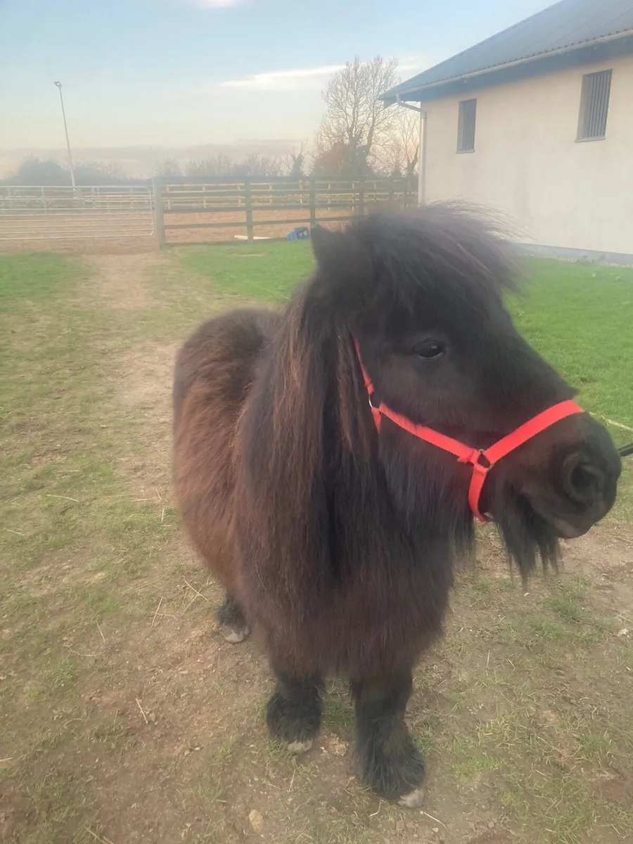 Shetland Pony x Cob Mare 🌸 - Image 1