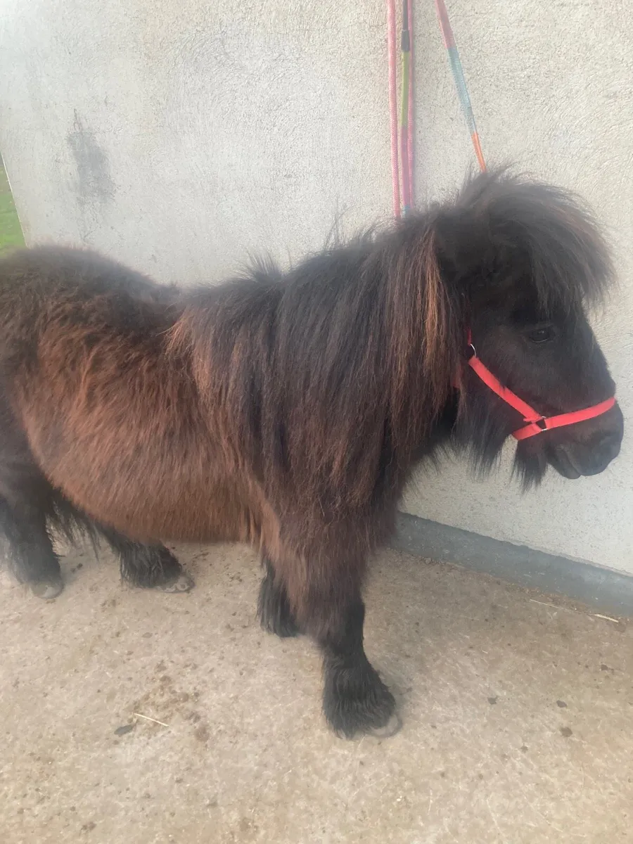 Shetland Pony x Cob Mare 🌸 - Image 2