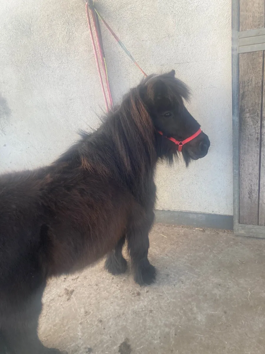 Shetland Pony x Cob Mare 🌸 - Image 4