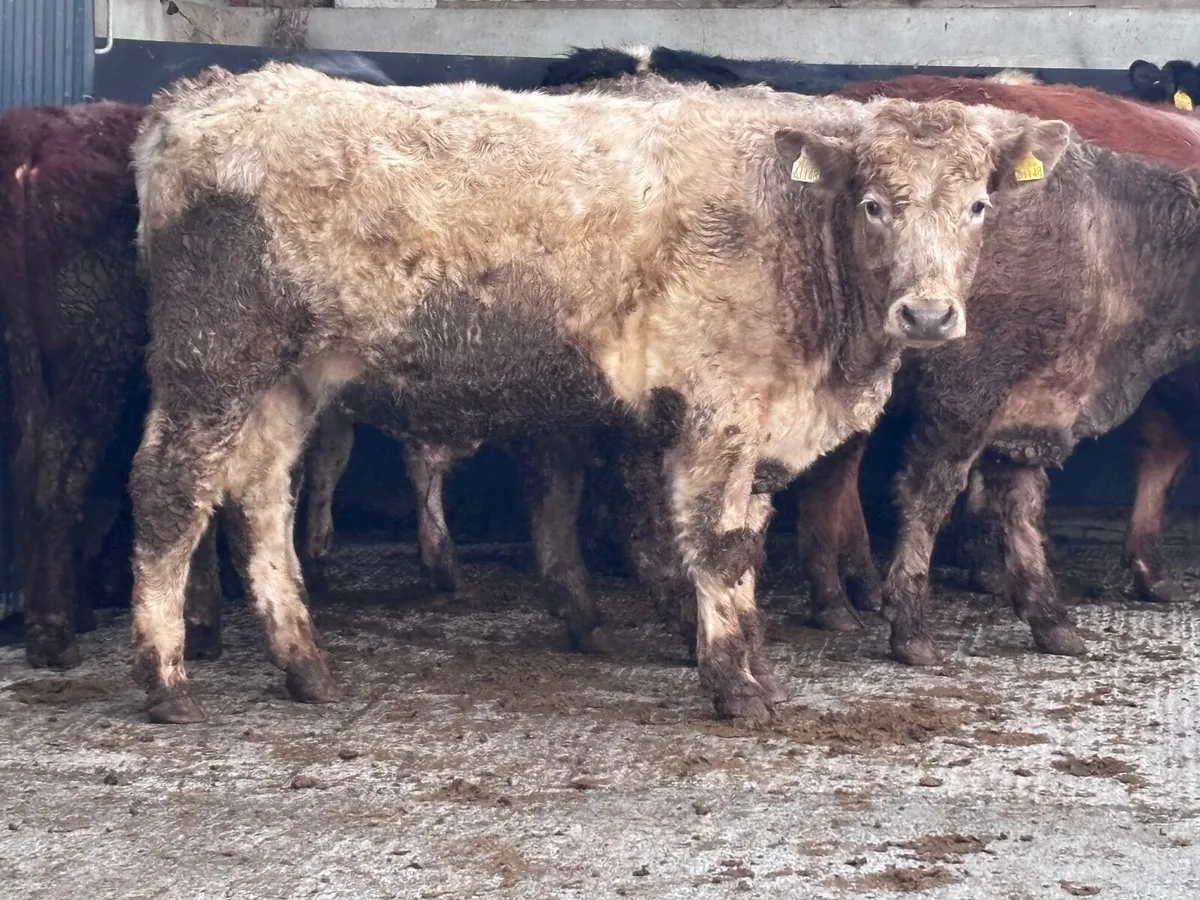 7 store bullocks for sale - Image 3