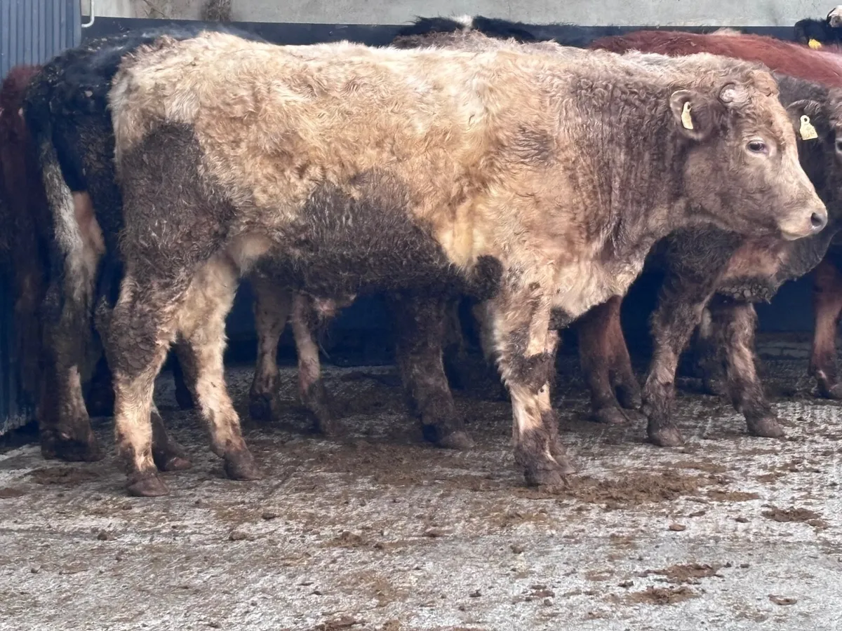 7 store bullocks for sale - Image 4