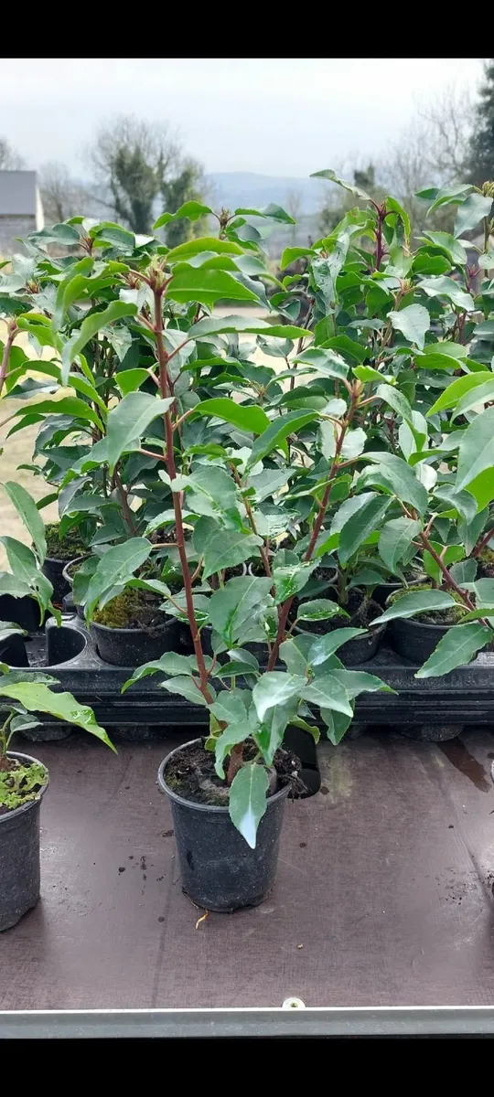 Portuguese Laurel Hedging - Image 1