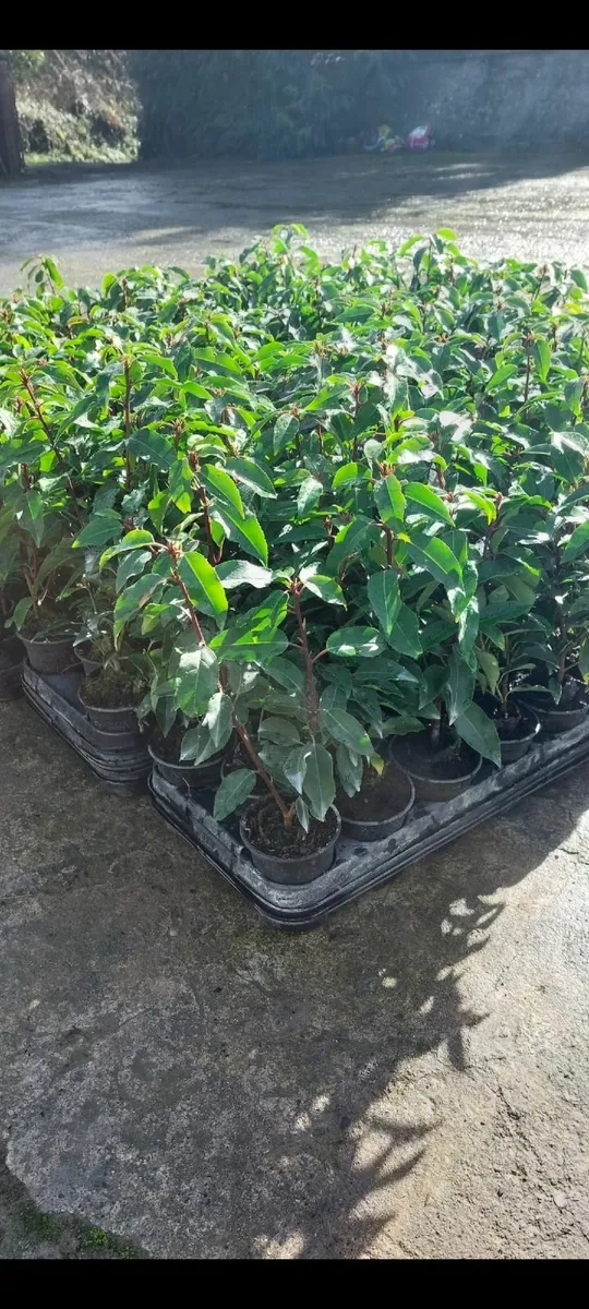 Portuguese Laurel Hedging - Image 3