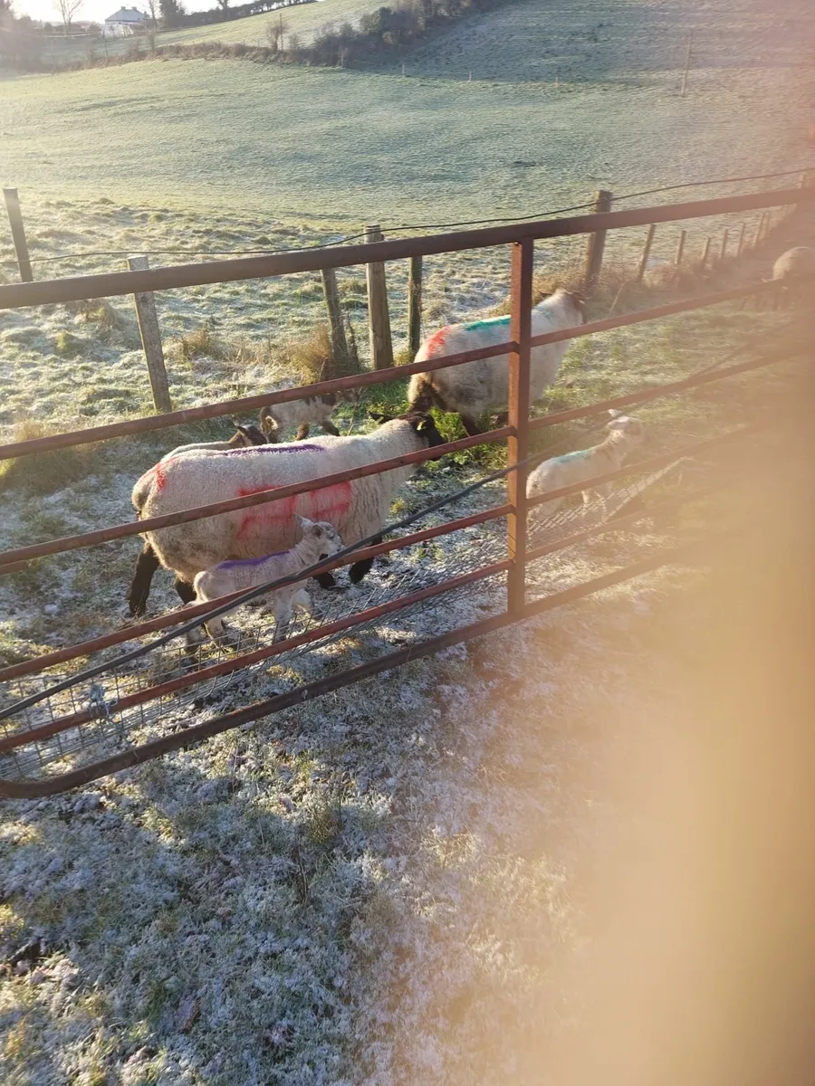 Sheep and Lambs - Image 3