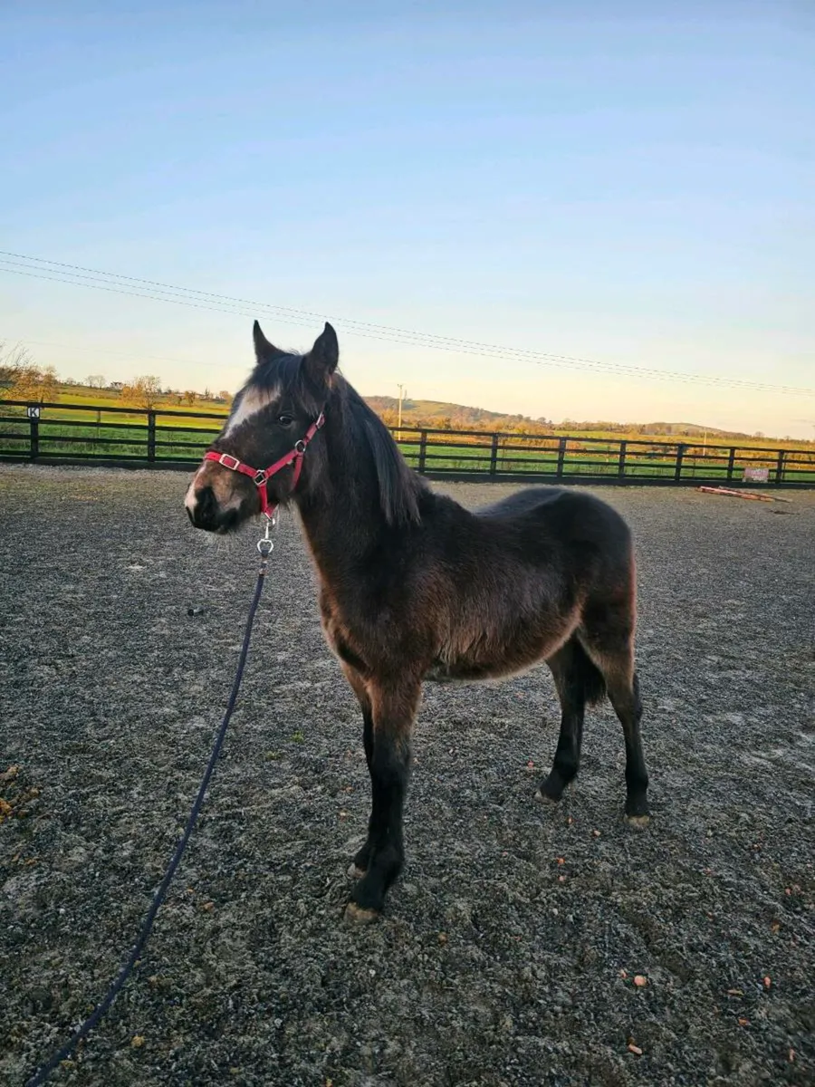 Bay colt foal - Image 2