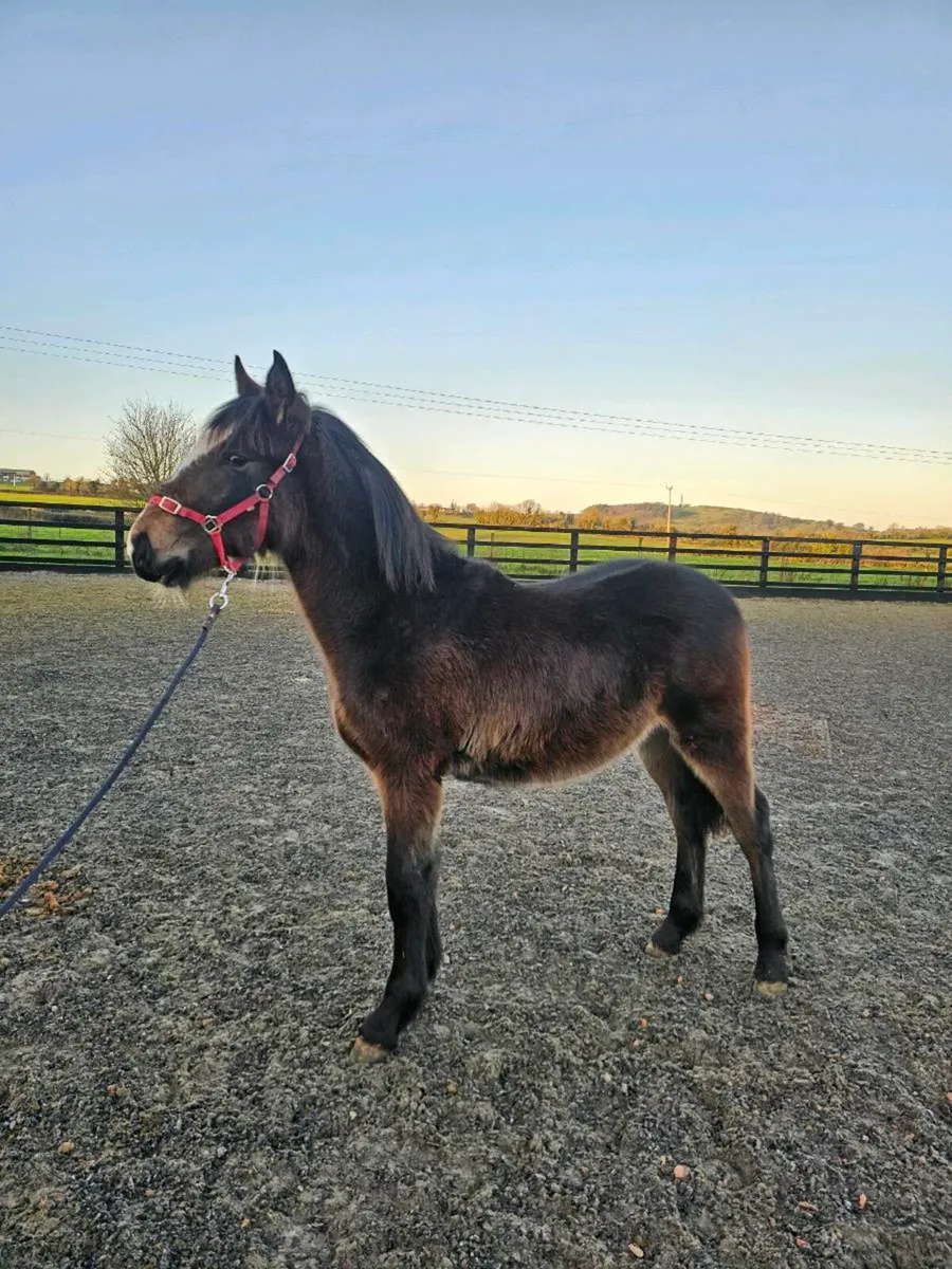 Bay colt foal - Image 3