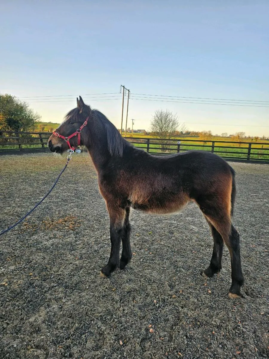 Bay colt foal - Image 4