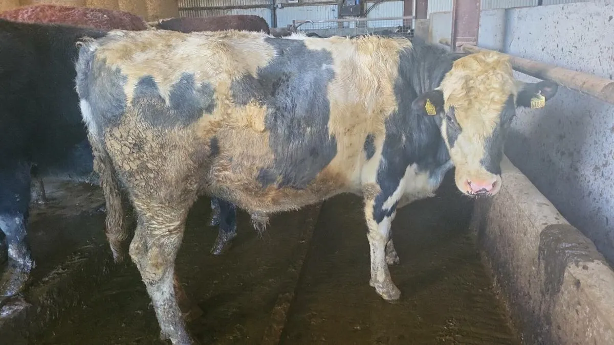 Pedigree Friesian Bull - Image 1