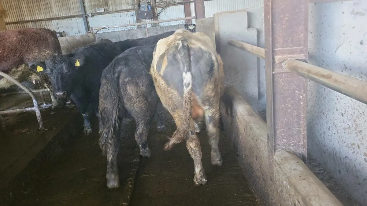 Pedigree Friesian Bull - Image 2