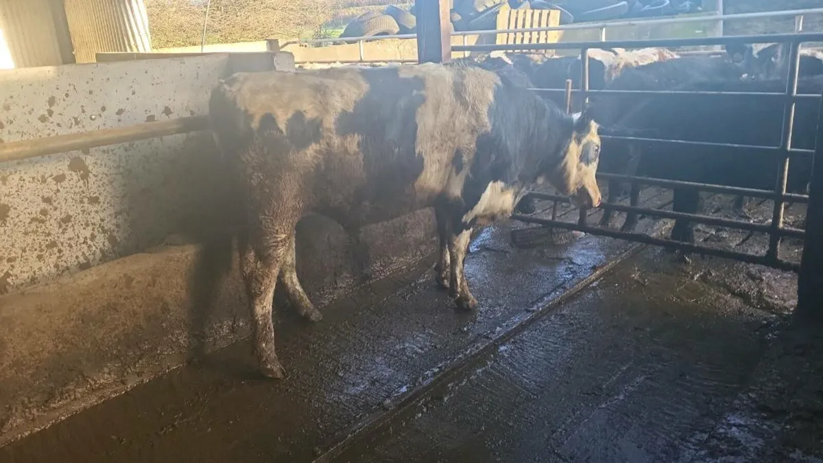 Pedigree Friesian Bull - Image 3