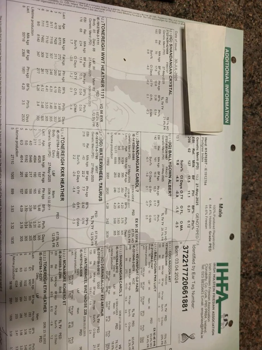 Pedigree Friesian Bull - Image 4