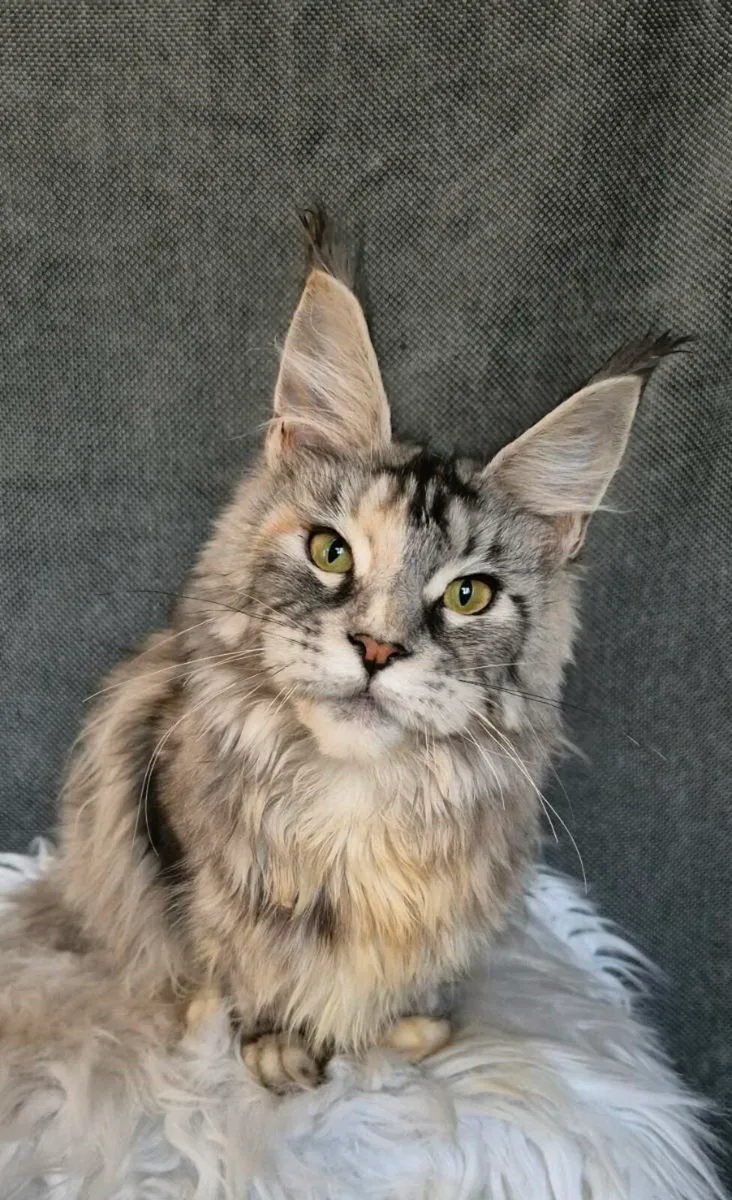 Maine Coon - Image 1