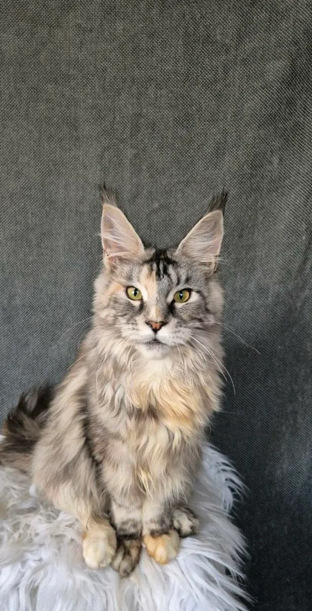 Maine Coon - Image 4