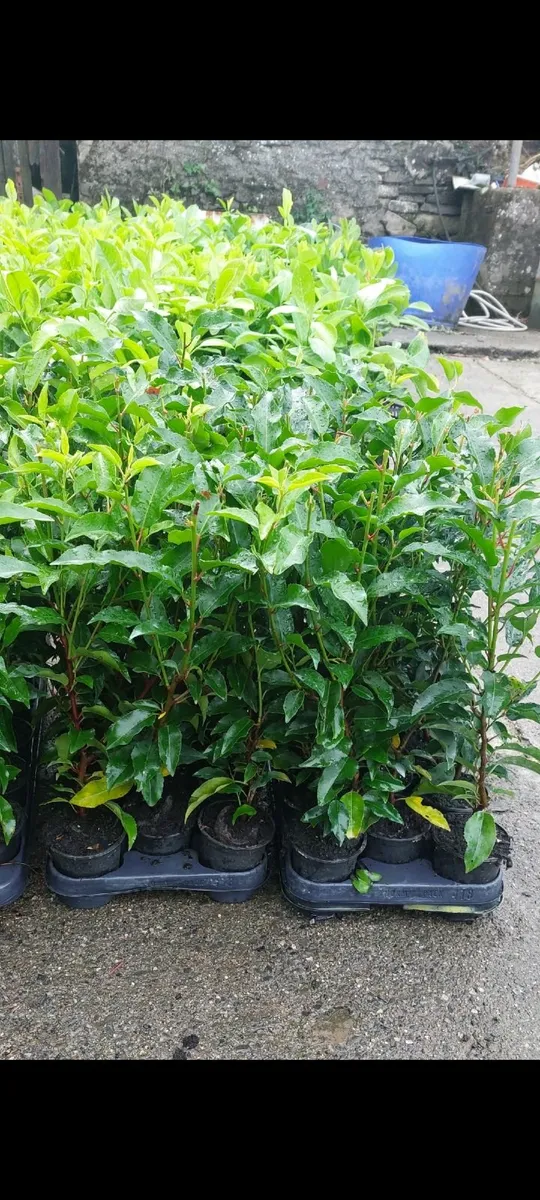 Portuguese Laurel - Image 1