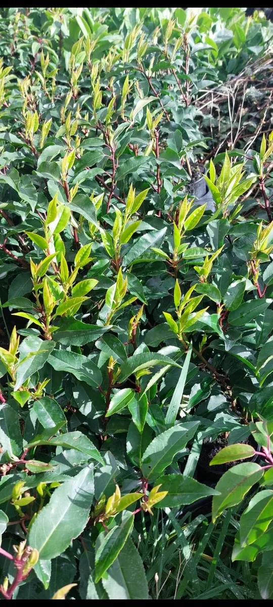 Portuguese Laurel - Image 2