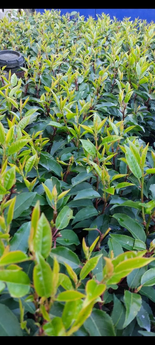 Portuguese Laurel - Image 1