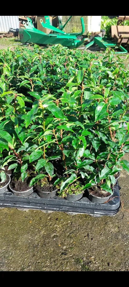 Portuguese Laurel - Image 2
