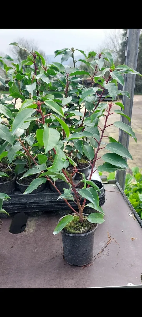 Portuguese Laurel - Image 3