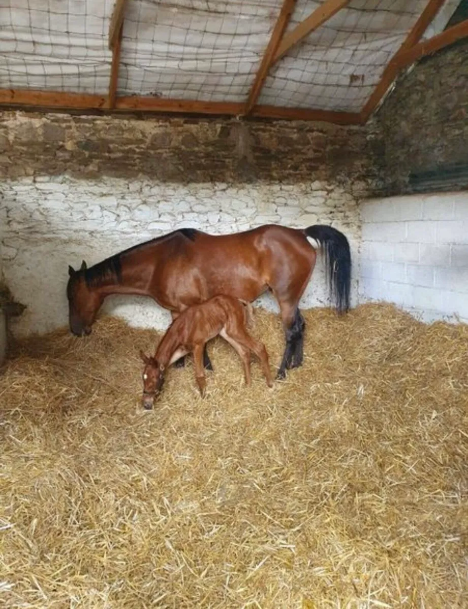 Grass Livery - Image 3