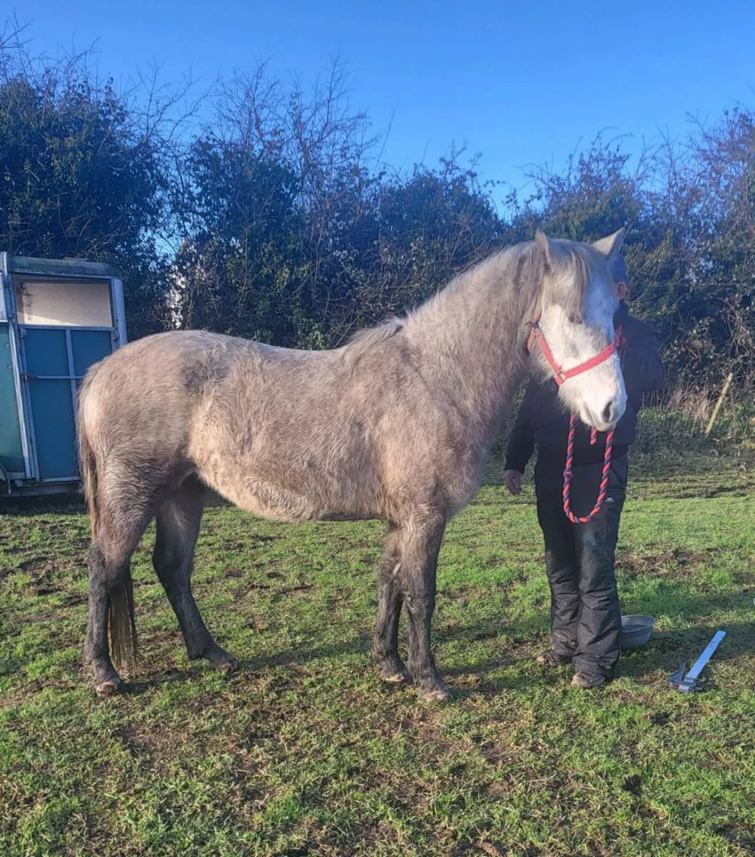 Connemara filly - Image 3