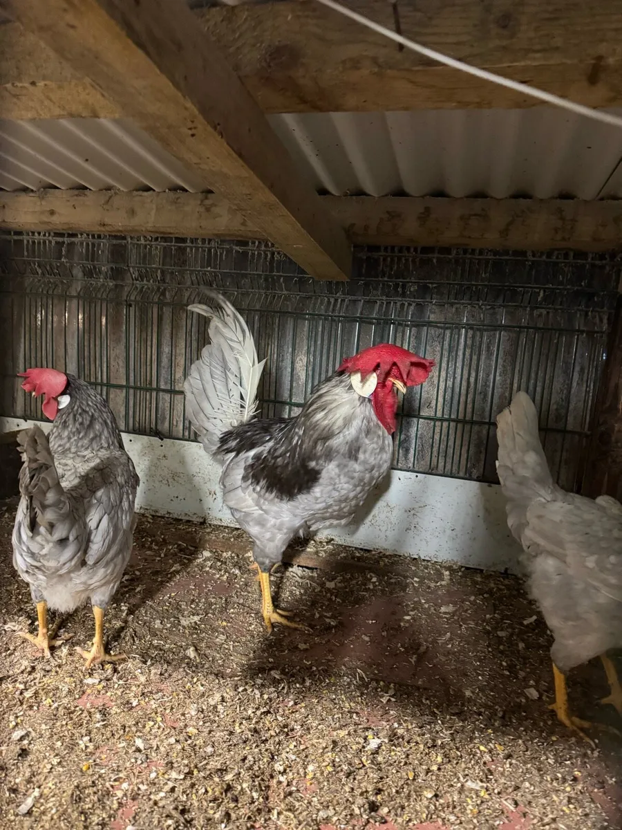 Hen eggs, Exchequer leghorn, Blue/lavender leghorn - Image 2