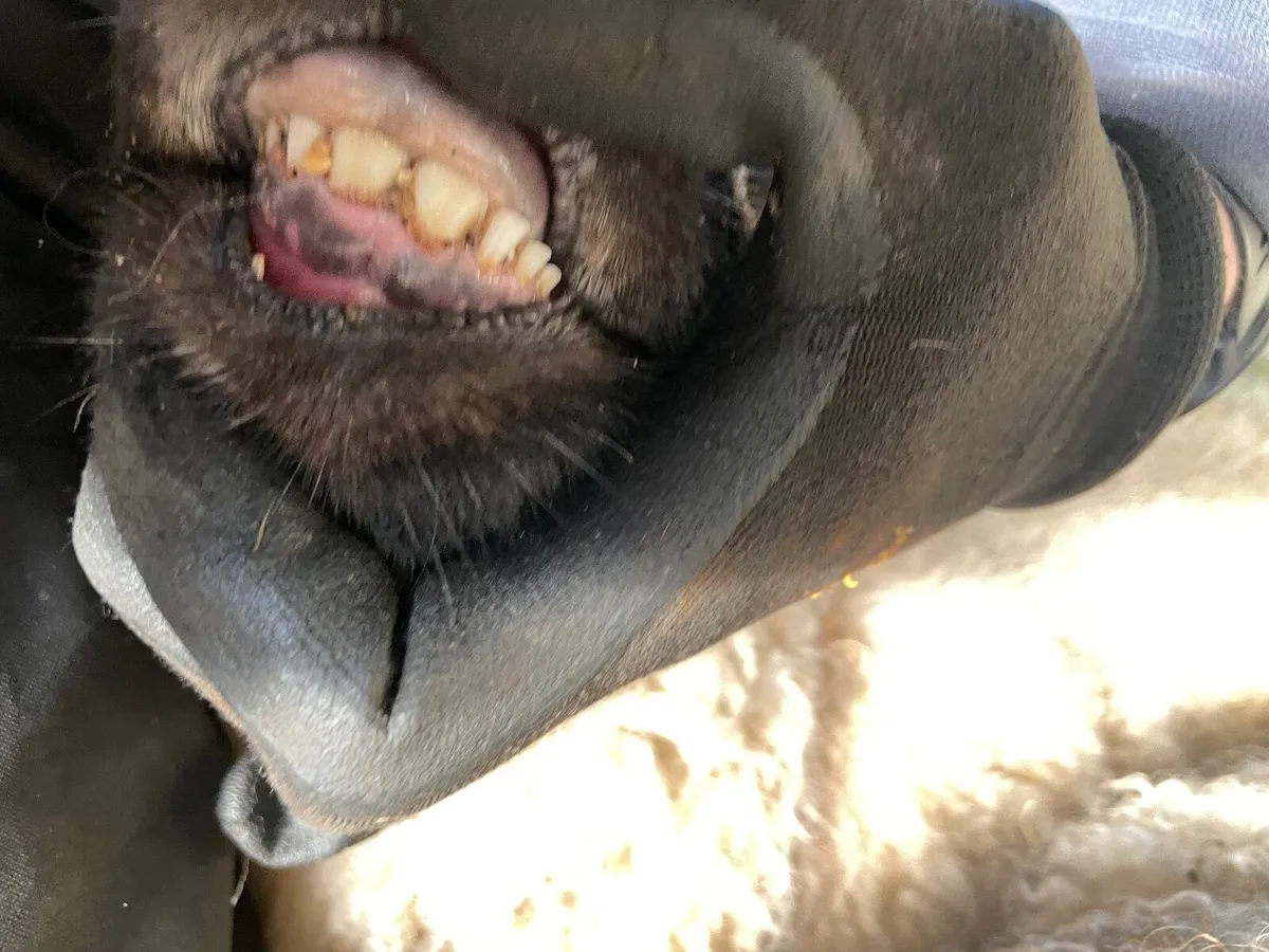 Empty Ewes - Image 2