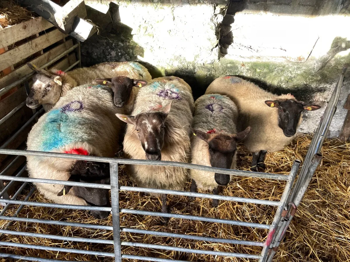 Empty Ewes - Image 3