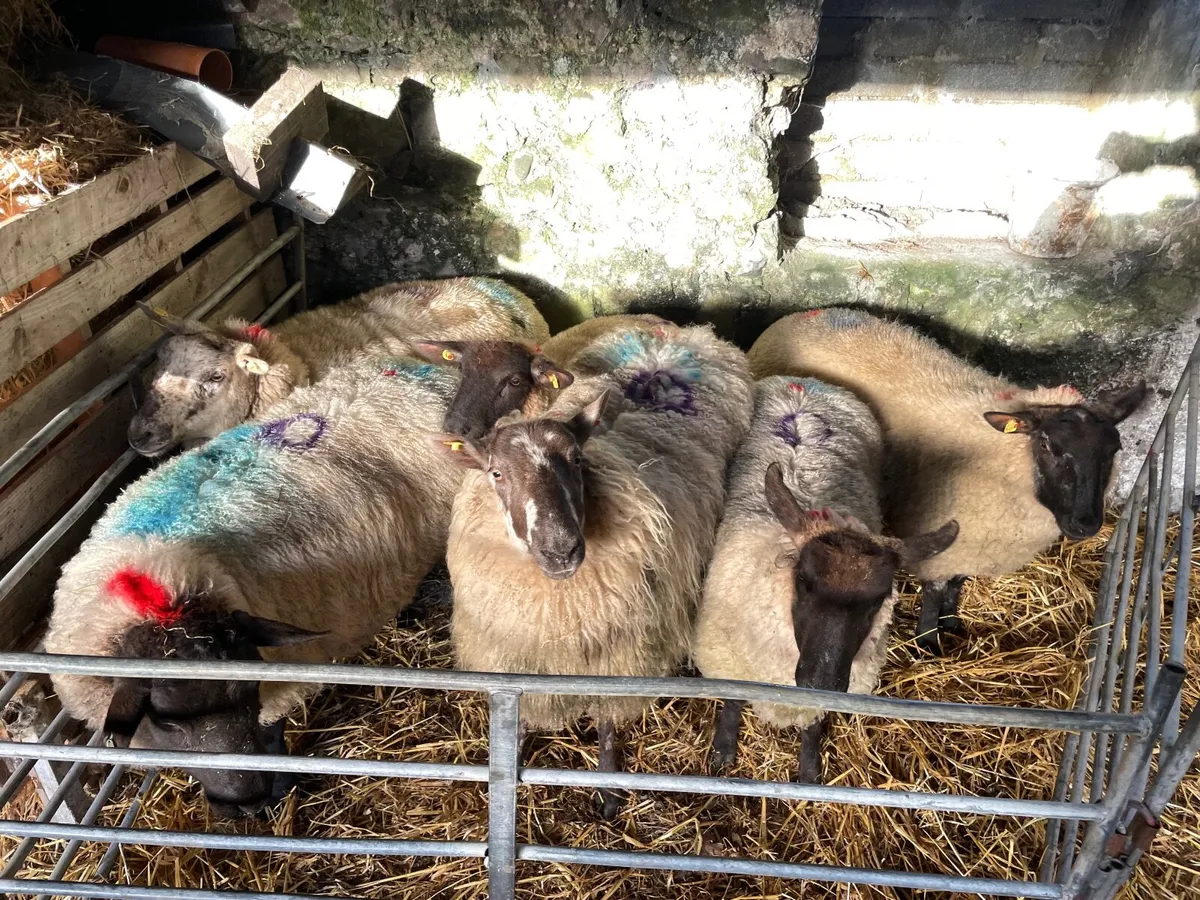 Empty Ewes - Image 1