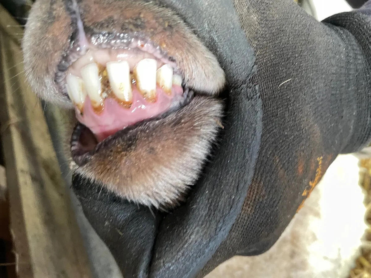 Empty Ewes - Image 4