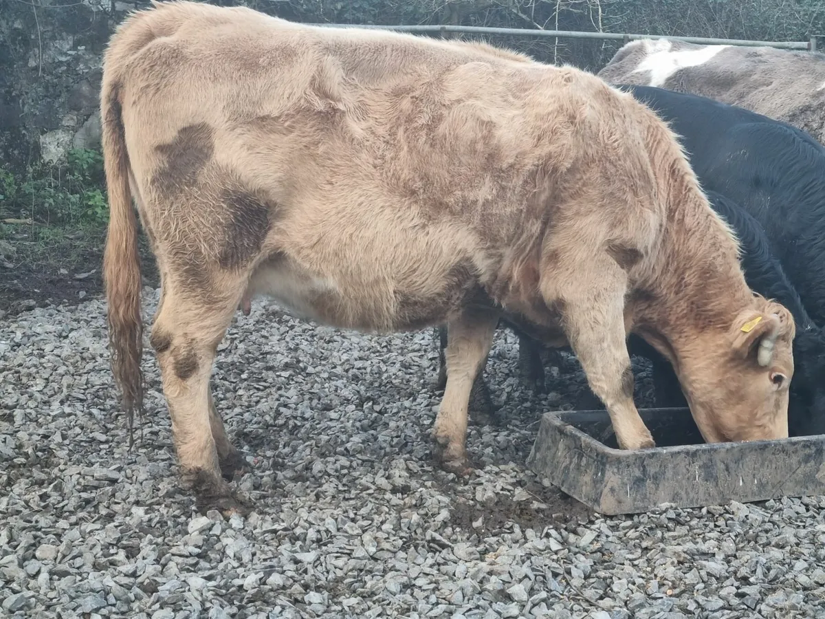 CHAROLAIS INCALF COW FOR SALE - Image 4
