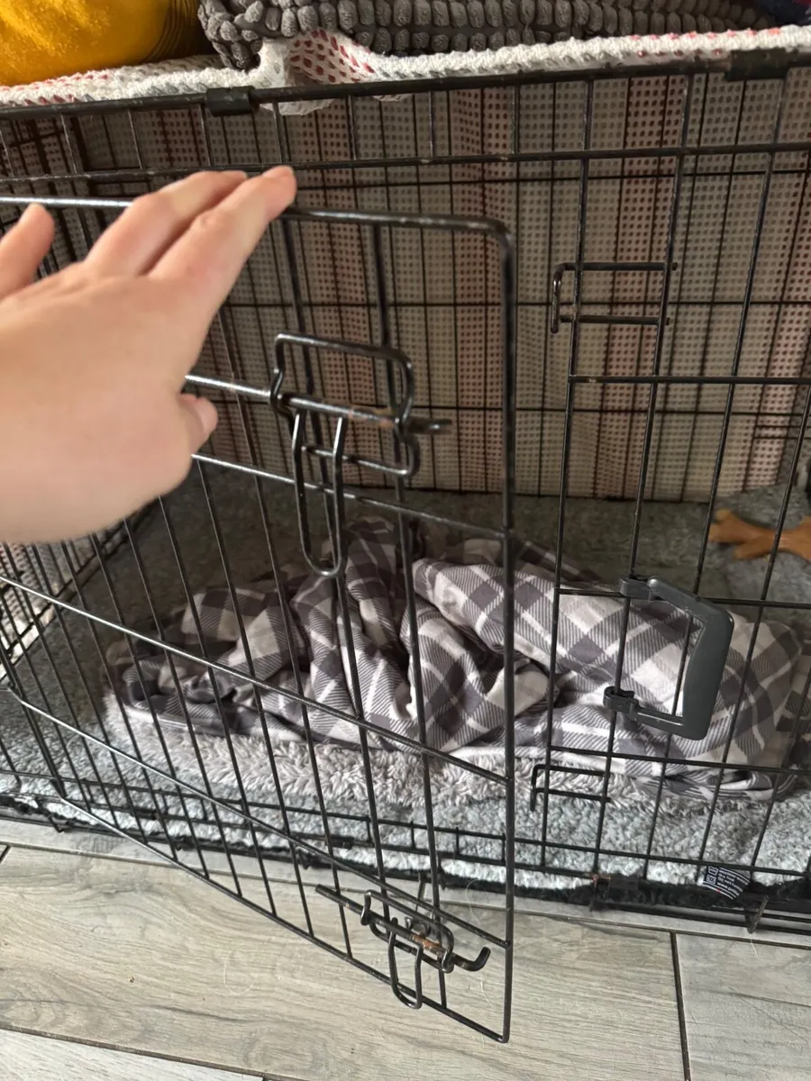 Large dog create - Image 3