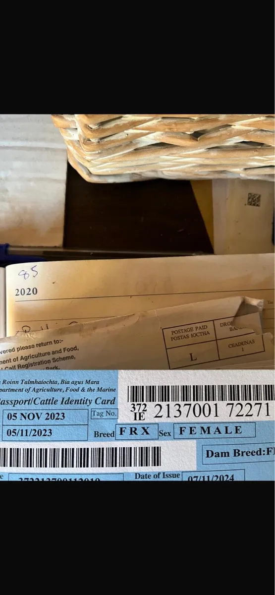 Well bred 2yo Frisian heifer on point of calving - Image 1