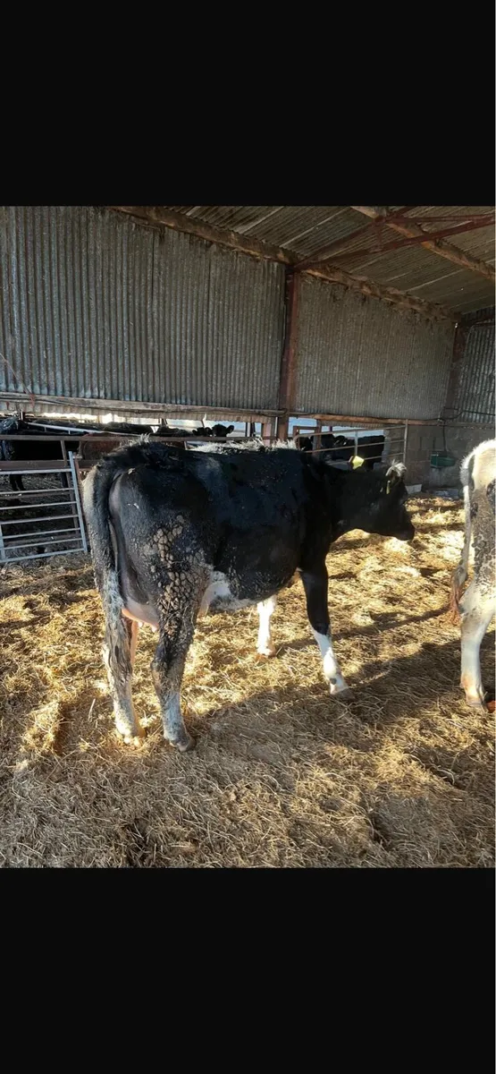 Well bred 2yo Frisian heifer on point of calving - Image 2