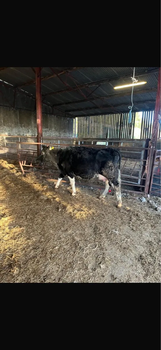Well bred 2yo Frisian heifer on point of calving - Image 3