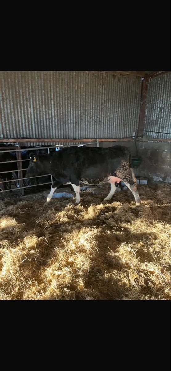 Well bred 2yo Frisian heifer on point of calving - Image 4