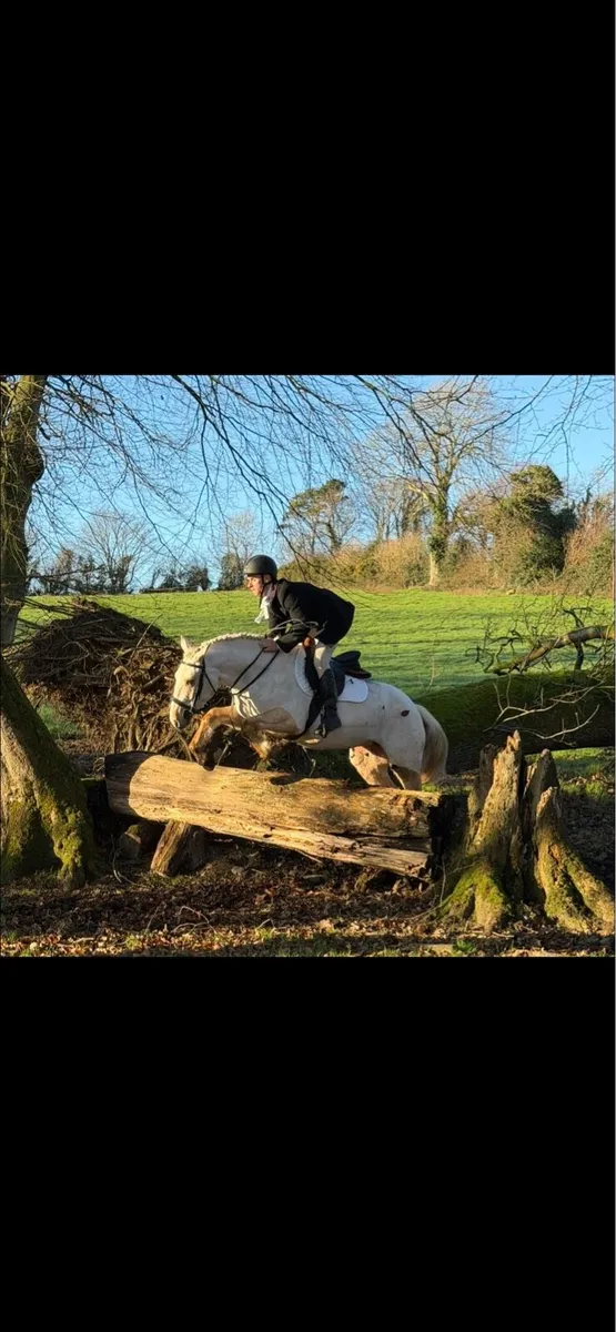 *! 15.1 4yr palomino exceptional Mare !* - Image 1