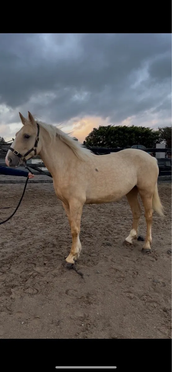 *! 15.1 4yr palomino exceptional Mare !* - Image 2