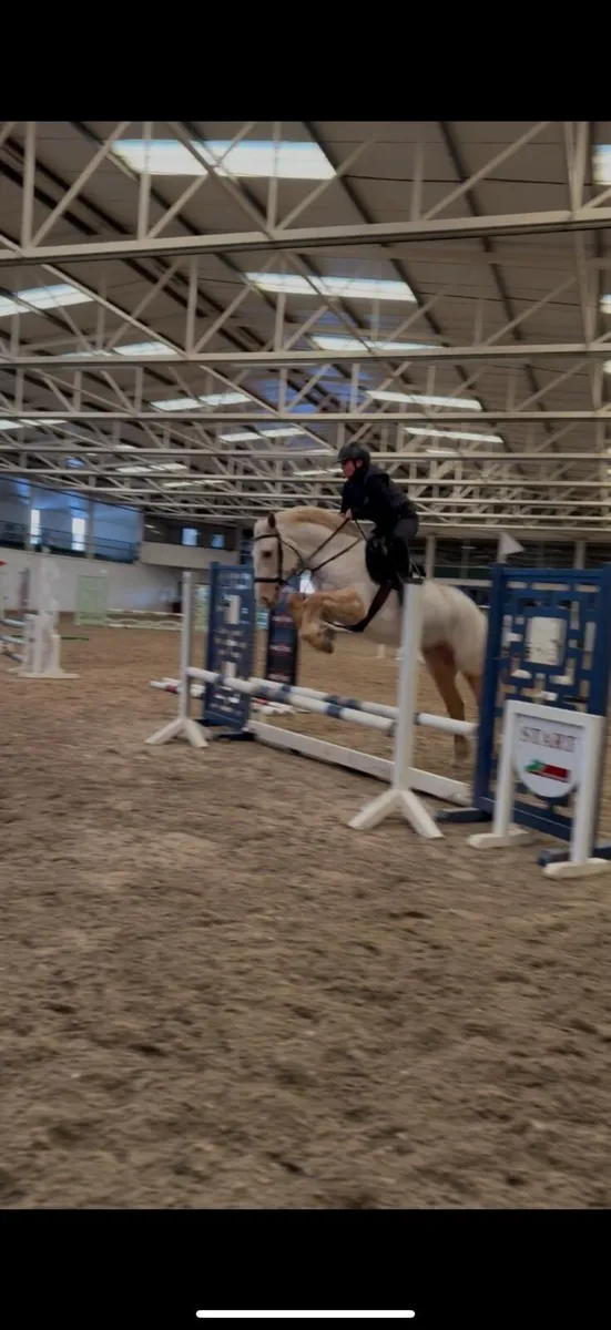 *! 15.1 4yr palomino exceptional Mare !* - Image 3