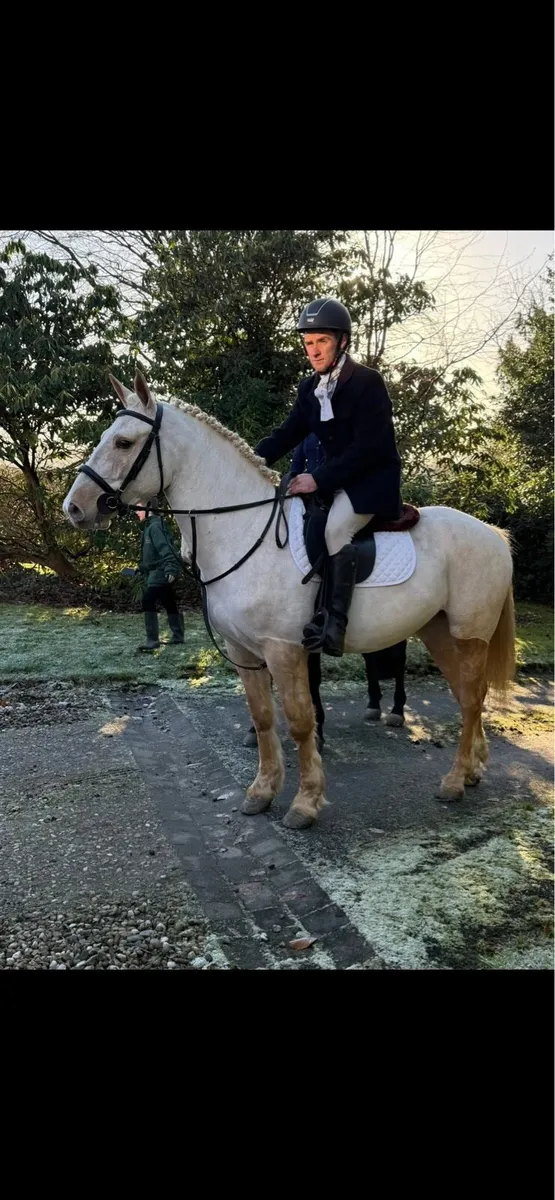 *! 15.1 4yr palomino exceptional Mare !* - Image 4