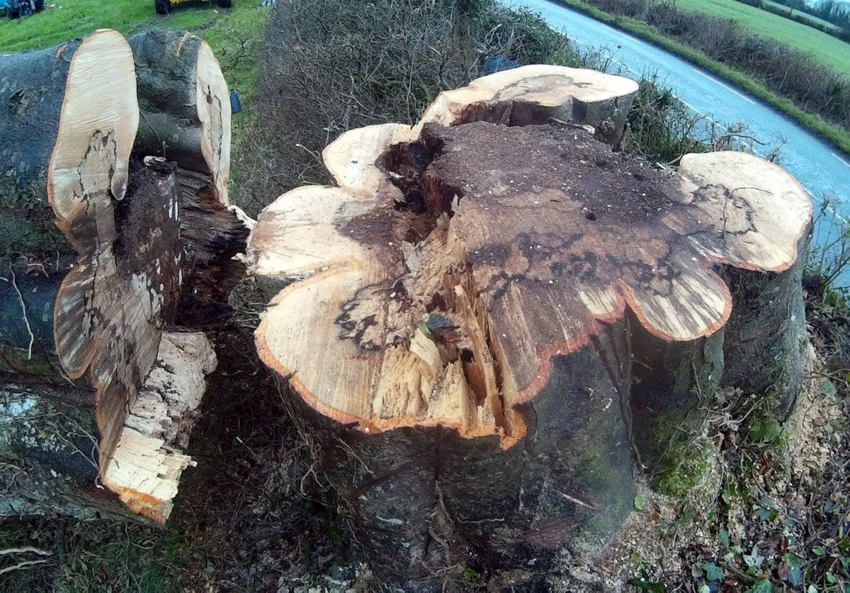 Free Tree Felling and Removal - Image 2